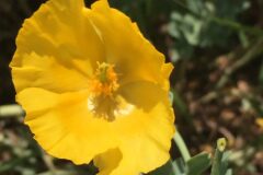 Glaucium flavum_Joanjo Garcia CC BY-NC