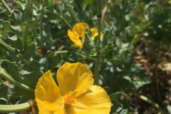 Glaucium flavum_Joanjo Garcia CC BY-NC