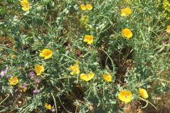 Glaucium flavum_Joanjo Garcia CC BY-NC