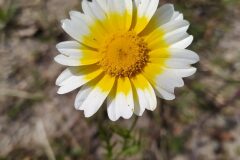 Glebionis coronaria_Merce Vallicrosa CC BY-NC