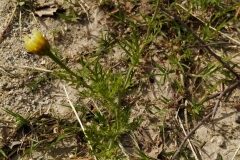 Glebionis coronaria_Merce Vallicrosa CC BY-NC