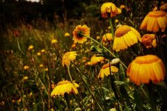 Glebionis segetum_Diana Gali