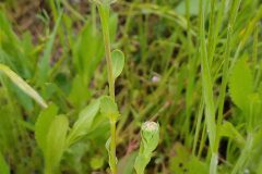 Glebionis segetum_Eden Ramirez