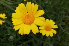 Glebionis segetum_Isabel Gallent