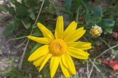 Glebionis segetum_Katarzyna Zarnowiec CC BY-SA