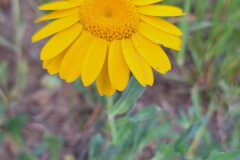 Glebionis segetum_Kris Van Puymbroeck