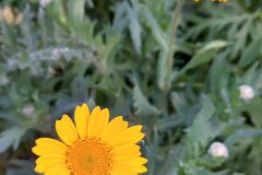 Glebionis segetum_Neus Julia