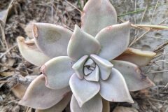 Graptopetalum paraguayense_Katarzyna Zarnowiec CC BY-SA