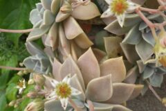 Graptopetalum paraguayense_Pere Barnola CC BY-SA