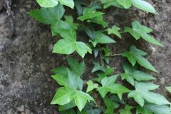 Hedera helix_Chus Rodway