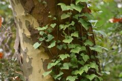 Hedera helix_Gabriel Huguet