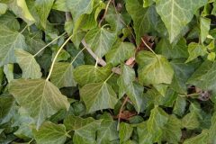 Hedera helix_Gloria Planas