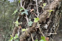 Hedera helix_Ivet Costa