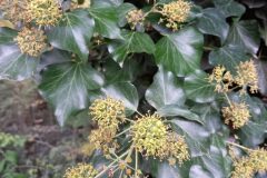 Hedera helix_Jaume Marti CC BY-NC