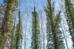 Hedera helix_Jordi Bessa