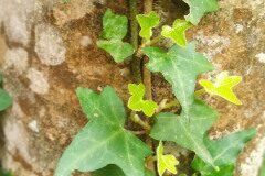 Hedera helix_Laia Segarra