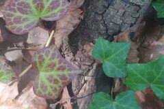 Hedera helix_Laia Segarra
