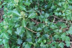 Hedera helix_Merce Vallicrosa CC BY-NC