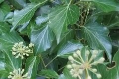 Hedera helix_Merce Vallicrosa CC BY-NC