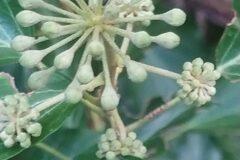 Hedera helix_Merce Vallicrosa CC BY-NC