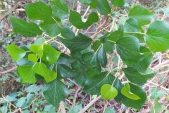 Hedera helix_Merce Vallicrosa CC BY-NC