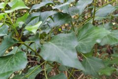 Hedera helix_Merce Vallicrosa CC BY-NC