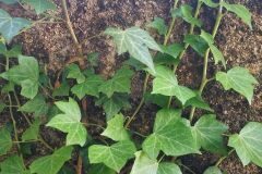 Hedera helix_Pep Alboquers