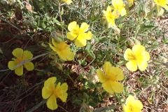 Helianthemum nummularium_Joanjo Garcia CC BY-NC