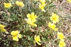 Helianthemum nummularium_Joanjo Garcia CC BY-NC