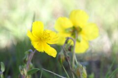 Helianthemum nummularium_Joaquim Reberte