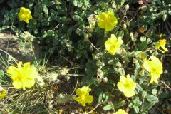 Helianthemum nummularium_Jordi Puyuelo