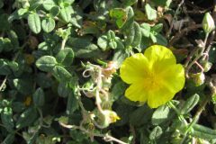 Helianthemum nummularium_Jordi Puyuelo