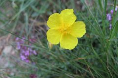 Helianthemum nummularium_Jordi Puyuelo
