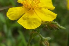 Helianthemum nummularium_Merce Vallicrosa CC BY-NC