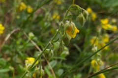 Helianthemum nummularium_Merce Vallicrosa CC BY-NC