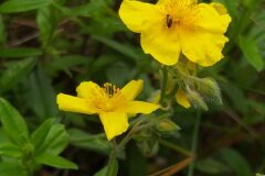 Helianthemum nummularium_Merce Vallicrosa CC BY-NC