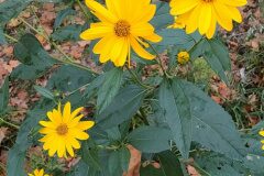 Helianthus tuberosus_Isabel Gallen CC BY-NC