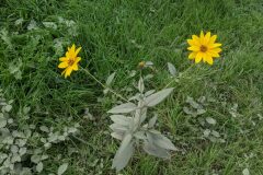 Helianthus tuberosus_Katarzyna Zarnowiec CC BY-SA