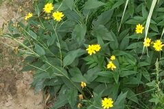 Helianthus tuberosus_Katarzyna Zarnowiec CC BY-SA