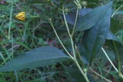 Helianthus tuberosus_Merce Vallicrosa CC BY-NC