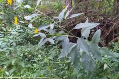 Helianthus tuberosus_Merce Vallicrosa CC BY-NC