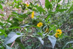 Helianthus tuberosus_Merce Vallicrosa CC BY-NC