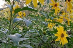 Helianthus tuberosus_Neus Julia CC BY-SA