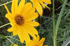 Helianthus tuberosus_Neus Julia CC BY-SA