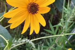 Helianthus tuberosus_Neus Julia CC BY-SA