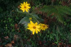 Helianthus tuberosus_Pep Alboquers CC BY-NC