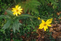 Helianthus tuberosus_Pep Alboquers CC BY-NC