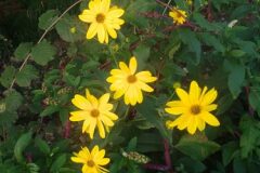 Helianthus tuberosus_Pep Alboquers CC BY-NC