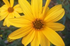 Helianthus tuberosus_Pep Alboquers CC BY-NC