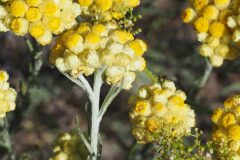 Helichrysum stoechas_Jordi Puyuelo